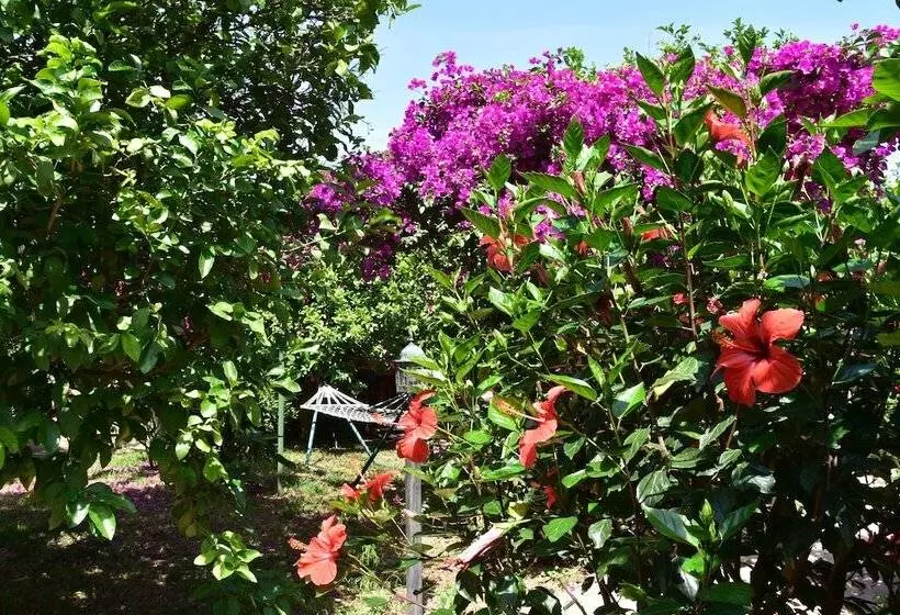 تختخواب و صبحانه Lemon Garden Lodge