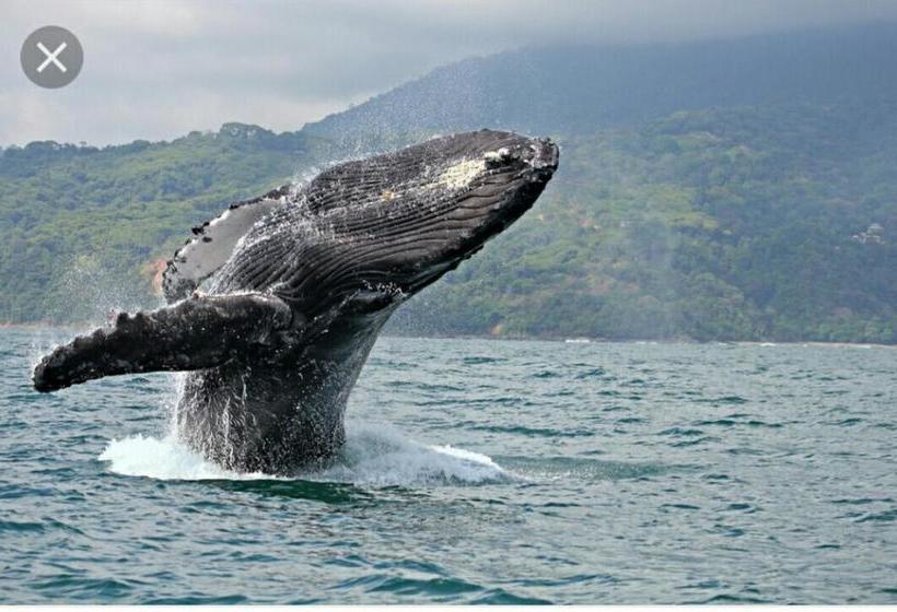 Общежитие Blue Sunshine