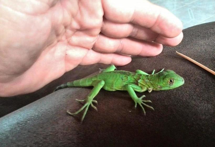 Общежитие Blue Sunshine