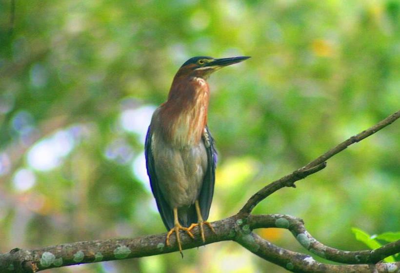 Общежитие Blue Sunshine