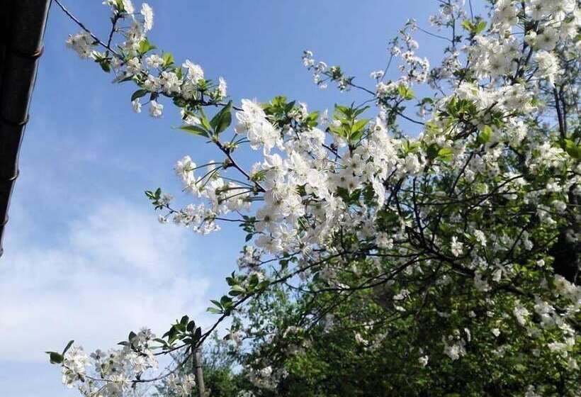 هاستل Mimino Guest House