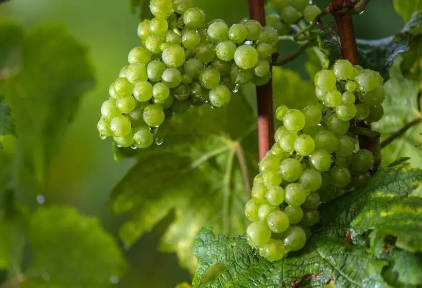 Hotelli Weingut Dreisiebner Stammhaus
