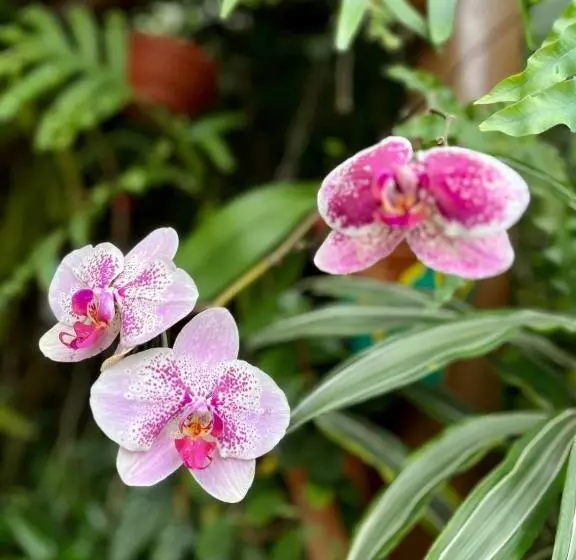 ベッドアンドブレックファースト Recanto Toca Das Plantas De Ilhabela I
