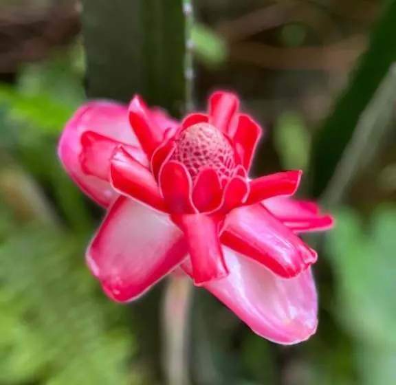 ベッドアンドブレックファースト Recanto Toca Das Plantas De Ilhabela I