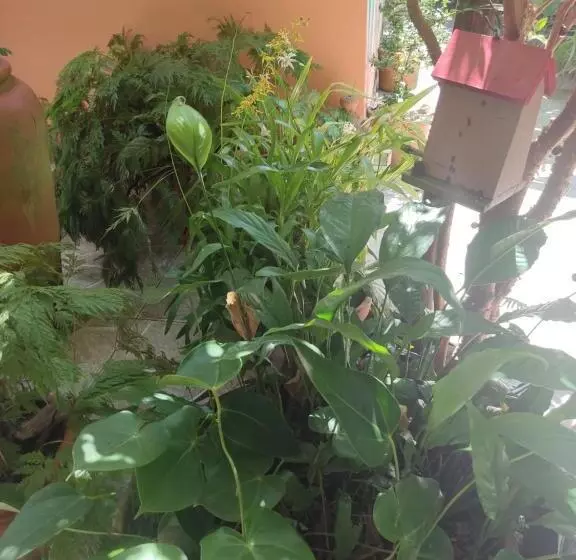 ベッドアンドブレックファースト Recanto Toca Das Plantas De Ilhabela I