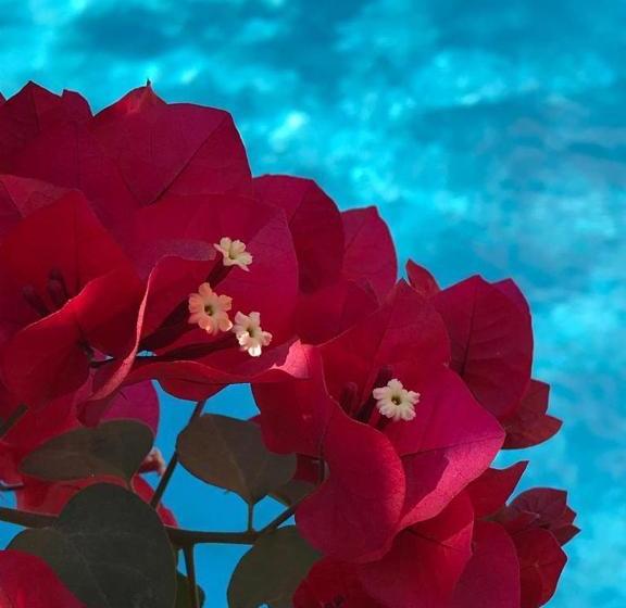 민박 Casa Flor Paquetá