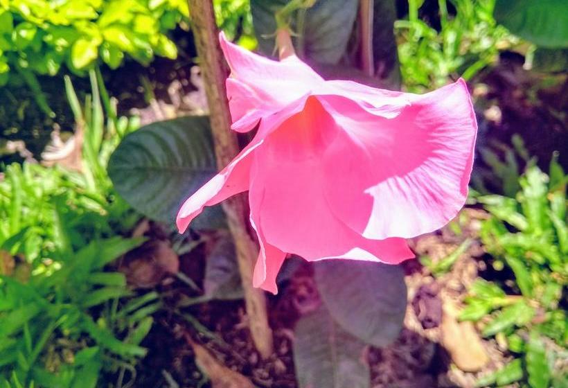 Mandala Hotel Concept