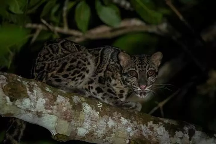 Sukau Backpackers B&b