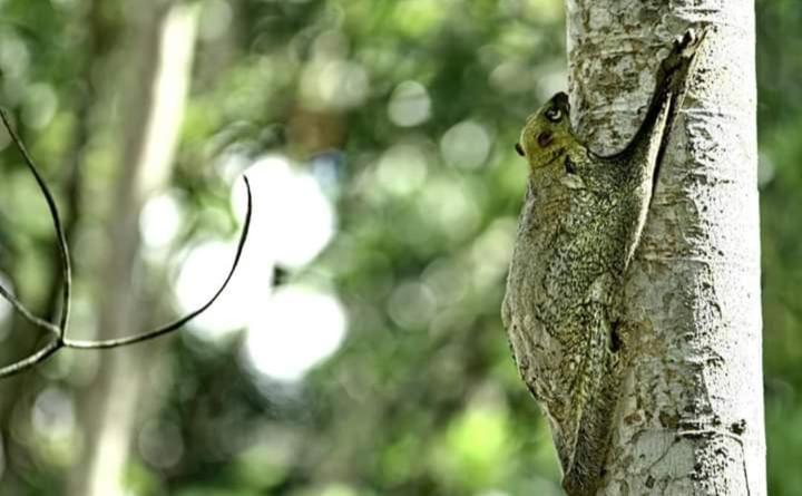 Sukau Backpackers B&b