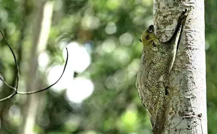 Sukau Backpackers B&b