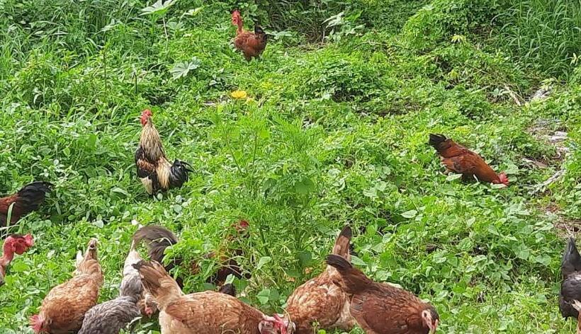 Bed and Breakfast La Lune Fort Kochi