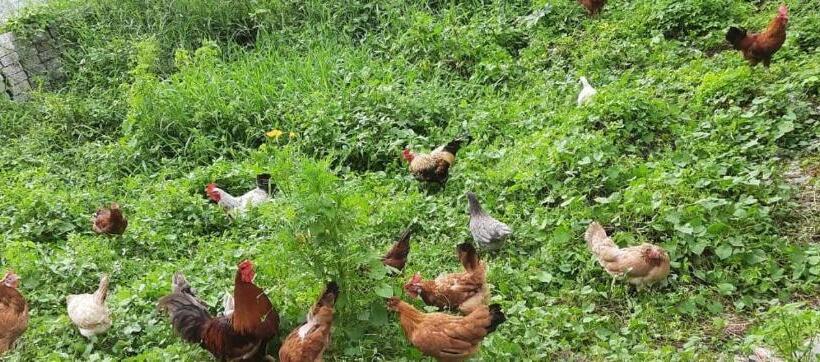 Bed and Breakfast La Lune Fort Kochi