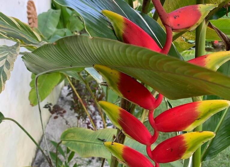 住宿加早餐  Cheiro Nativo   Chalés & Pousada