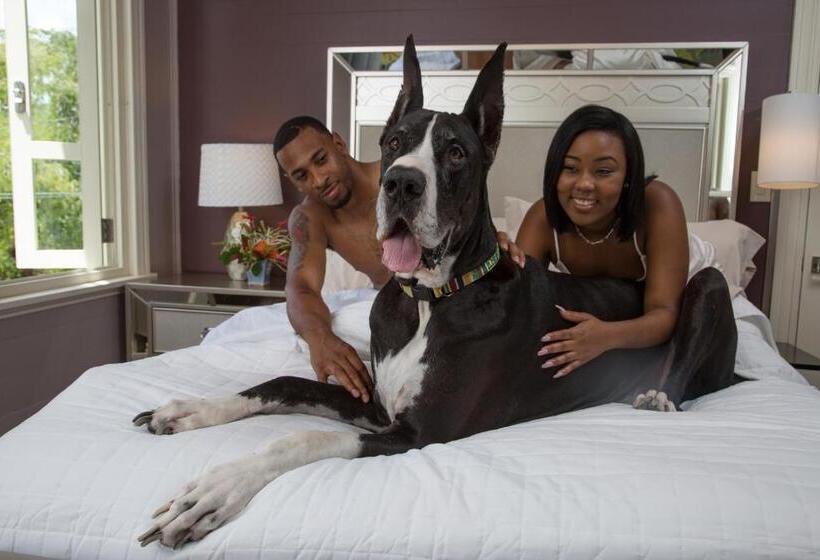 استراحتگاه The Fred Adults Only