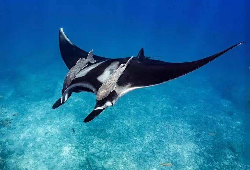 Hotelli Nyaman Catamaran