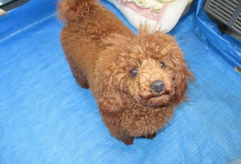 مبيت وإفطار Oyajino Umi