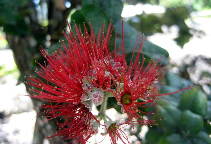 فندق Keaau Place