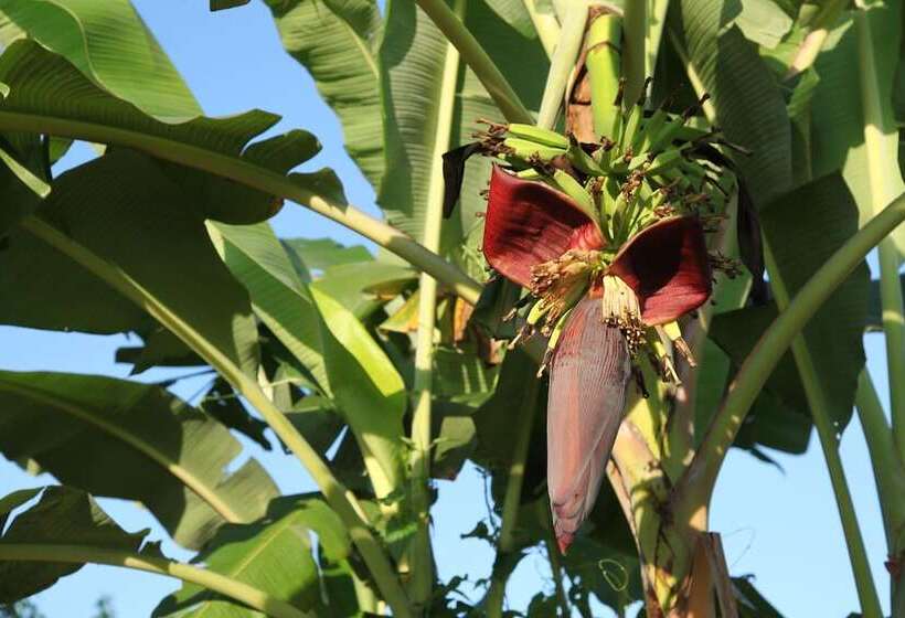 ホテル Puri Mangga Sea View Resort & Spa