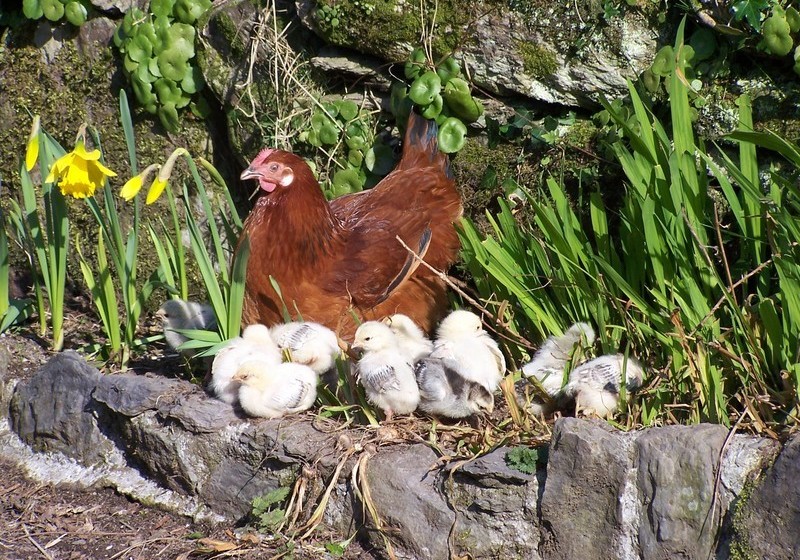 צימר Dromagowlane House