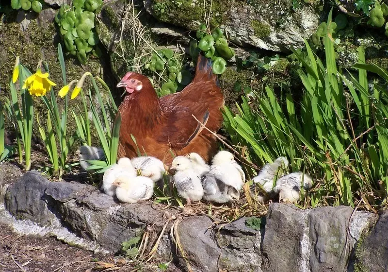 ベッドアンドブレックファースト Dromagowlane House