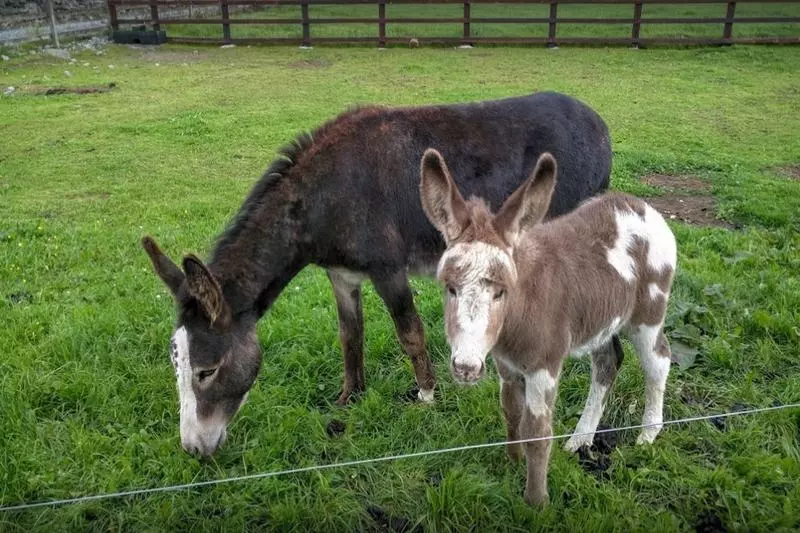 Bed and Breakfast Seacoast Lodge
