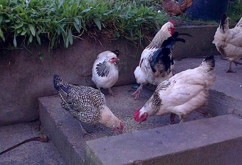 Bed and Breakfast Seafield Farmhouse