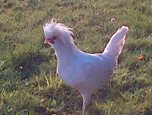 Bed and Breakfast Seafield Farmhouse