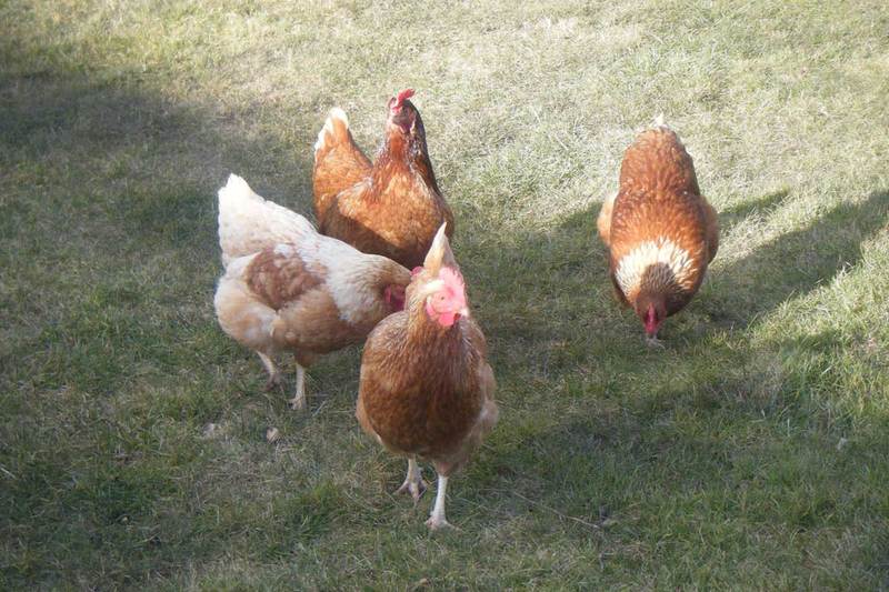 Cush Bed And Breakfast