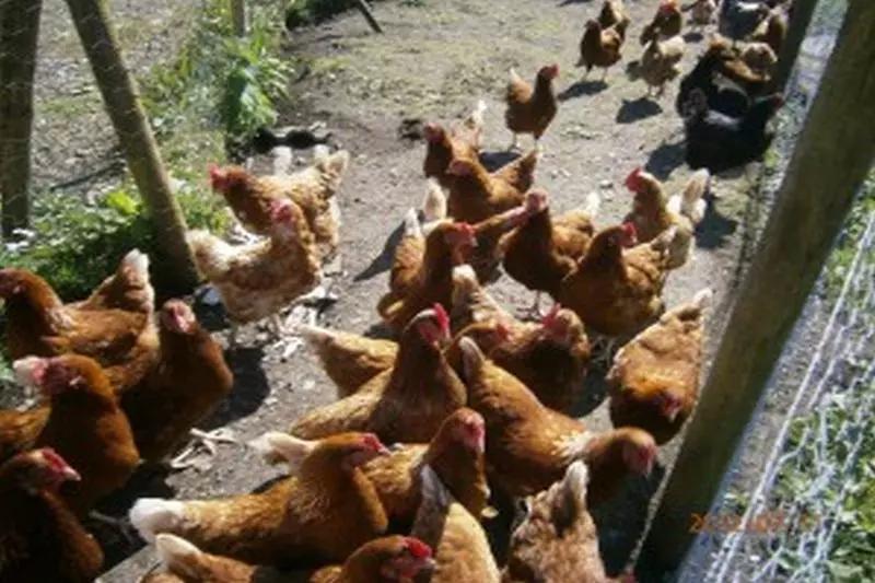 Gowlaun Bed And Breakfast