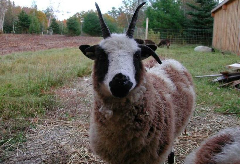 فندق Three Pines Bed And Breakfast