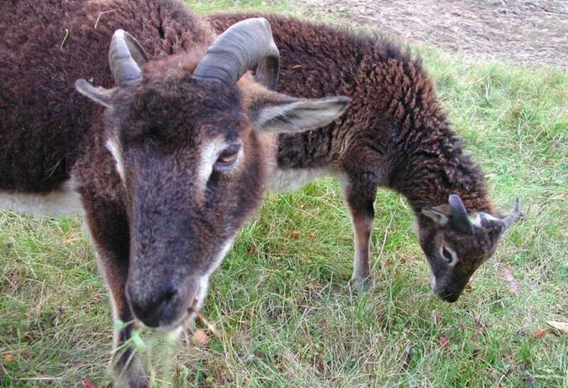 فندق Three Pines Bed And Breakfast