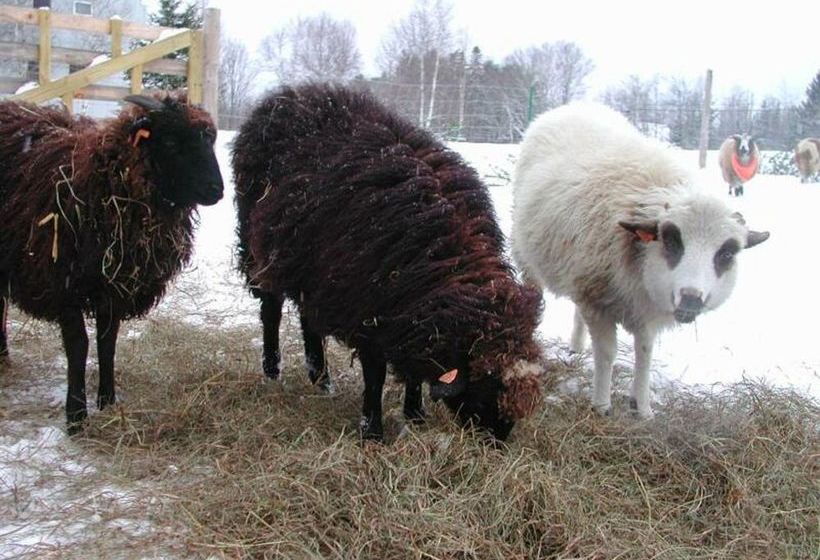 فندق Three Pines Bed And Breakfast