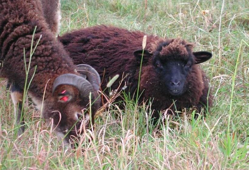 فندق Three Pines Bed And Breakfast