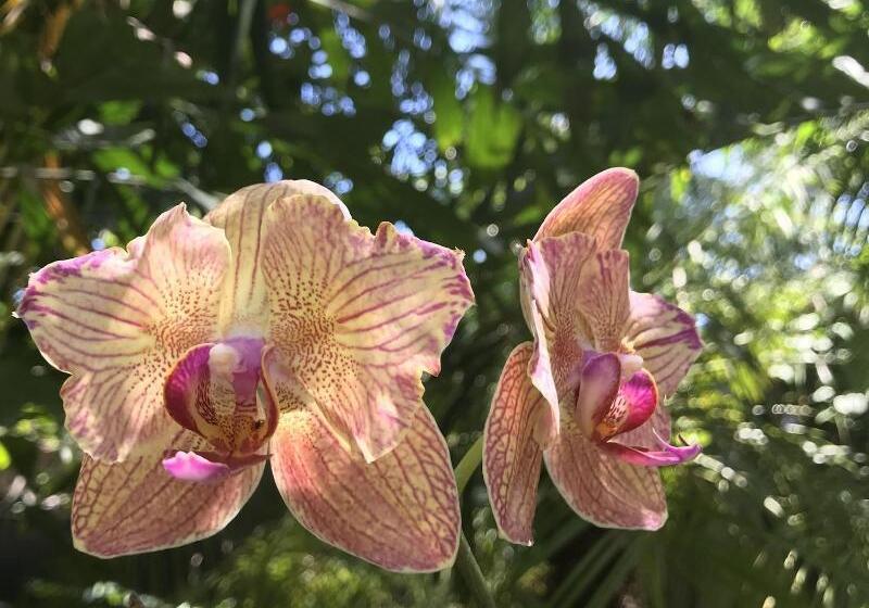 هتل Tamarindo Village