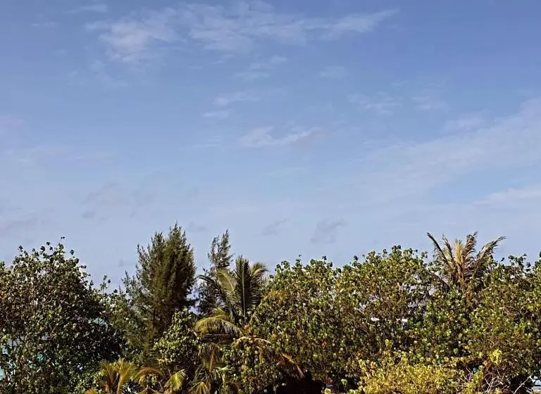 هتل Dhiffushi Tourist