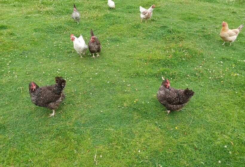 בית מלון כפרי Green View Lodges