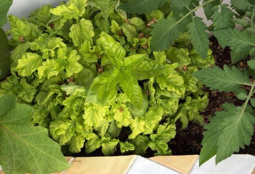 هتل Villa Pollio Guest House