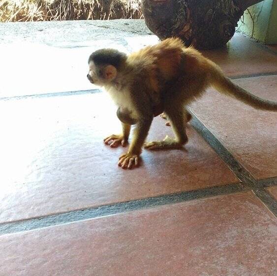 هتل Manuel Antonio Hostel Resort