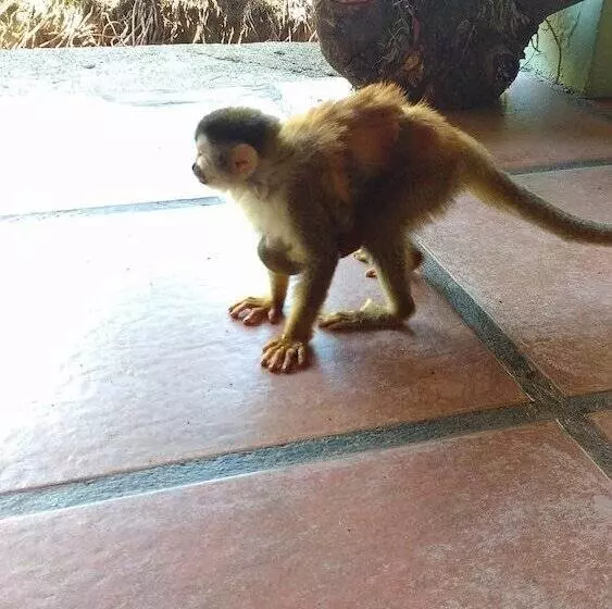 Hotelli Manuel Antonio Hostel Resort