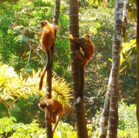 هتل Manuel Antonio Hostel Resort
