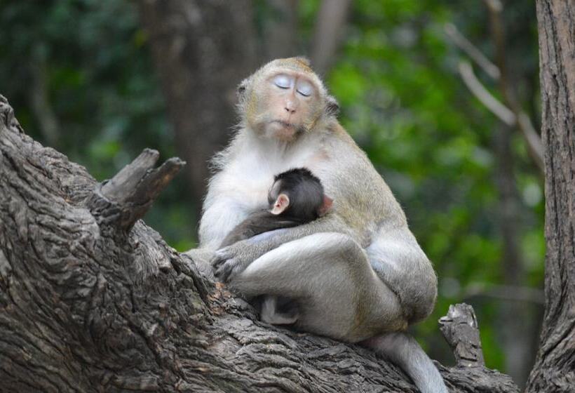 Hotel Palm Beach Bungalow Resort