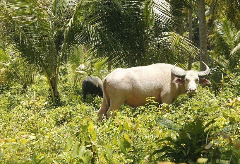 Hotel Palm Beach Bungalow Resort