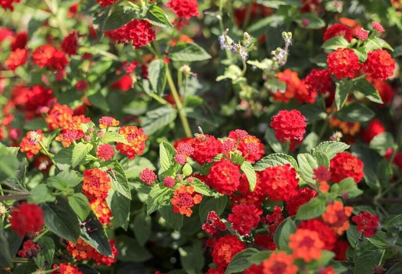 فندق Terra Dei Sogni