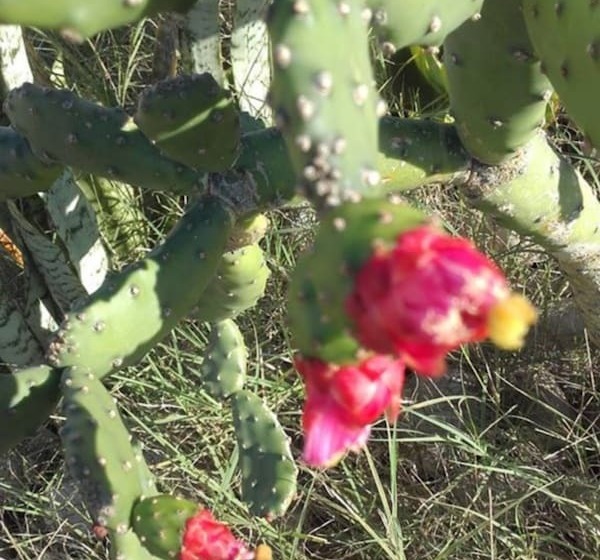 فندق Riad Tigmin Eden