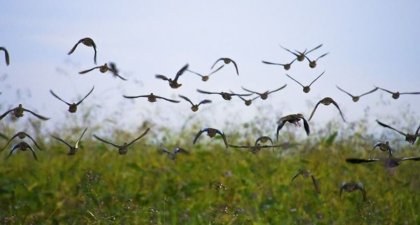 Отель Palo Verde Biological Station