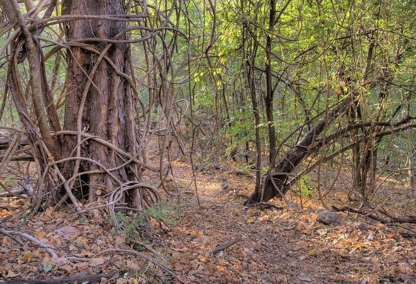 Отель Palo Verde Biological Station