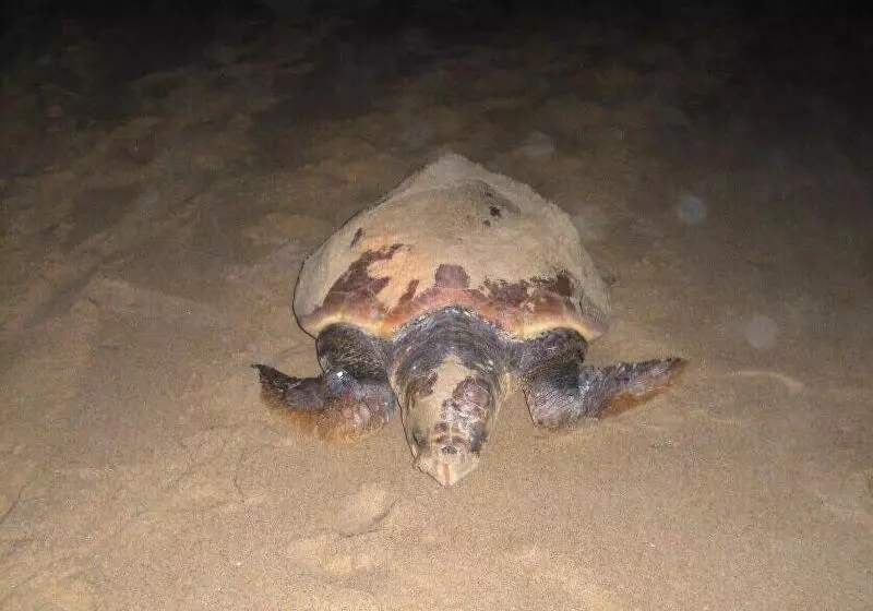 Majatalo Amazulu Lodge