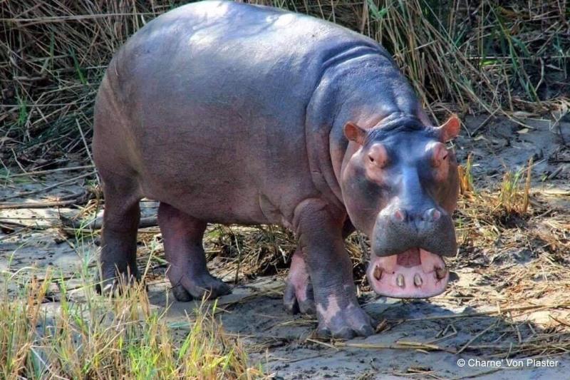 Пансион Amazulu Lodge