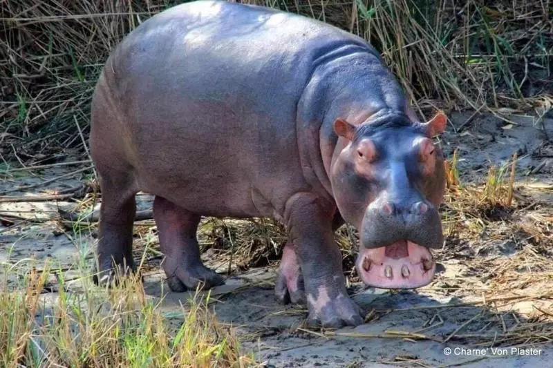 Majatalo Amazulu Lodge