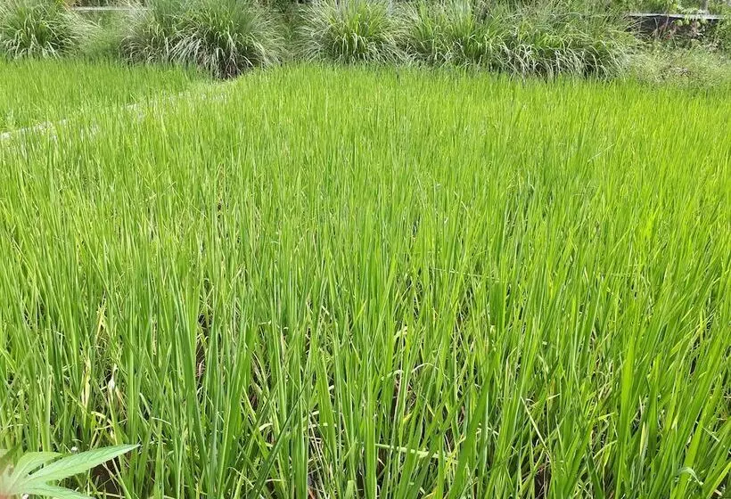 Hotelli Baansongkhata